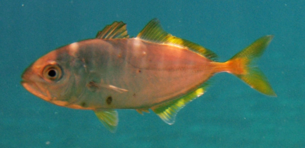 juvenile Caranx crysos